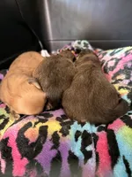 Light colored chion, a male Chihuahua and Papillon for sale in Coxsackie, NY – 9 of 10