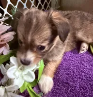  Alyssa,Dark tri female chion papillon/Chihuahua, a female Chihuahua and Papillon for sale in Coxsackie, NY – 6 of 10