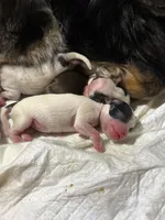 AKC Tiny toy/teacup sized white boy with black eyes , a male Chihuahua for sale in Coxsackie, NY – 4 of 10