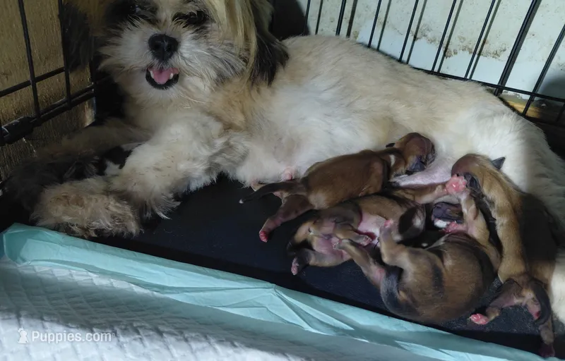 Baby – Lhasa Apso puppy for sale in Laurel, MS