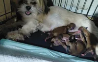 Baby, a female Lhasa Apso for sale in Laurel, MS – 1 of 1