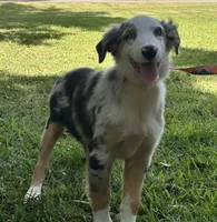 Merle , a male Australian Shepherd for sale in Gulfport, MS – 1 of 2