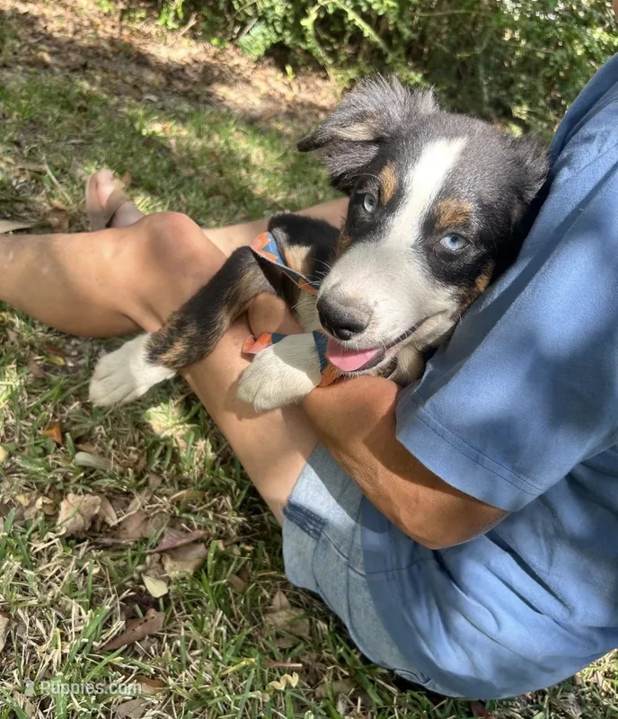Woodstock – Australian Shepherd puppy for sale in Gulfport, MS