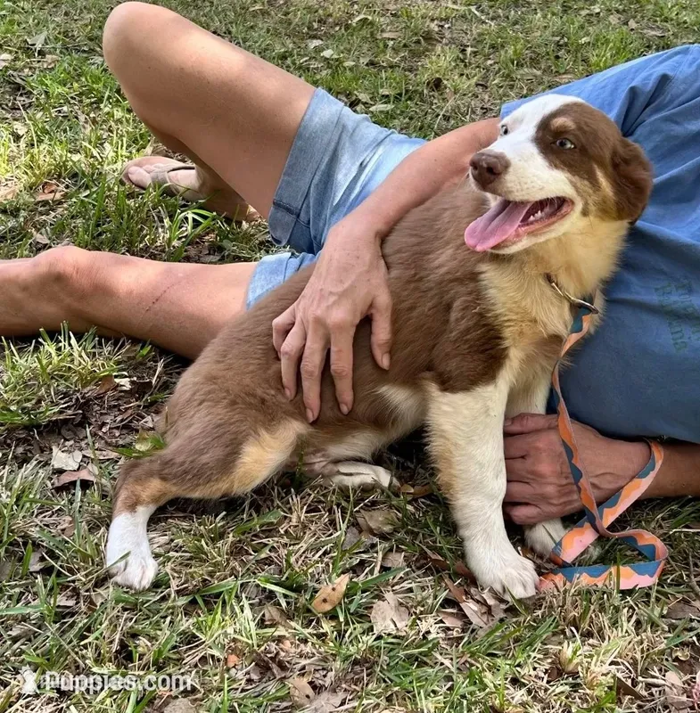 Inkin – Australian Shepherd puppy for sale in Gulfport, MS