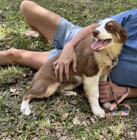 Inkin, a male Australian Shepherd for sale in Gulfport, MS – 4 of 4
