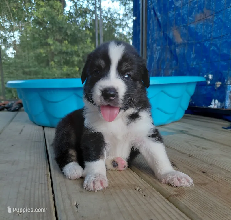 Jiminy – Australian Shepherd puppy for sale in Laurel, MS