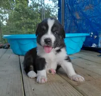 Jiminy, a male Australian Shepherd for sale in Laurel, MS – 1 of 3