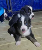 Lucy, a female Australian Shepherd for sale in Laurel, MS – 2 of 3
