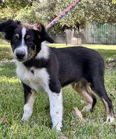 Jiminy, a male Australian Shepherd for sale in Gulfport, MS – 3 of 3