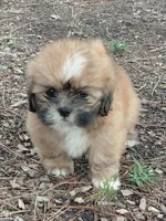 Superman, a male Lhasa Apso for sale in Laurel, MS – Photo 1 of 3