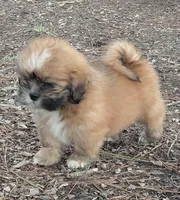 Superman, a male Lhasa Apso for sale in Laurel, MS – Photo 2 of 3