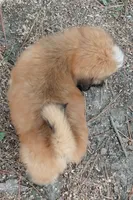 Superman, a male Lhasa Apso for sale in Laurel, MS – Photo 3 of 3