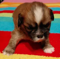 Superman, a male Lhasa Apso for sale in Atlanta, GA – Photo 1 of 4
