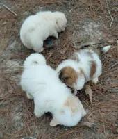 processed/c6e844e6-4f16-401a-a145-d7d8da87094c/listing/2642f30d-ac4a-42b1-942f-c2e7f03c4e0e/bcaa7f8a-8183-48f2-b9e5-24592b453a60