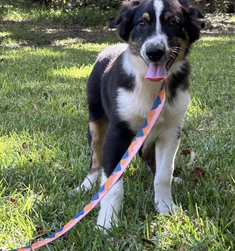 Jiminy – Australian Shepherd puppy for sale in Gulfport, MS