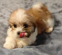 Batman, a male Lhasa Apso for sale in Laurel, MS – Photo 1 of 3