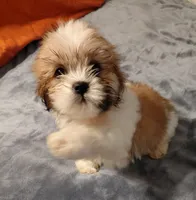 Batman, a male Lhasa Apso for sale in Laurel, MS – Photo 2 of 3