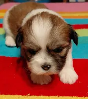 Batman, a male Lhasa Apso for sale in Atlanta, GA – Photo 1 of 3