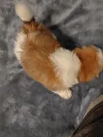 Batman, a male Lhasa Apso for sale in Laurel, MS – Photo 3 of 3