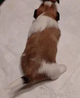 Batman, a male Lhasa Apso for sale in Atlanta, GA – Photo 2 of 3