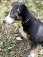 Nod , a female Australian Shepherd for sale in Gulfport, MS – 2 of 4