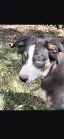 Woodstock, a male Australian Shepherd for sale in Gulfport, MS – 2 of 3
