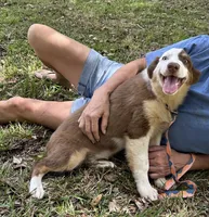 Inkin, a male Australian Shepherd for sale in Gulfport, MS – 3 of 4