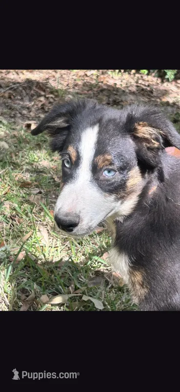 Nod  – Australian Shepherd puppy for sale in Gulfport, MS