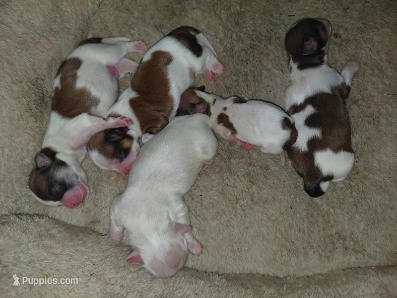 Tiny – Lhasa Apso puppy for sale in Laurel, MS