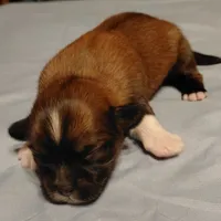 Hercules, a male Lhasa Apso for sale in Laurel, MS – Photo 7 of 10