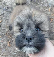 Hercules, a male Lhasa Apso for sale in Laurel, MS – Photo 4 of 10