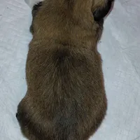 Hercules, a male Lhasa Apso for sale in Laurel, MS – Photo 9 of 10