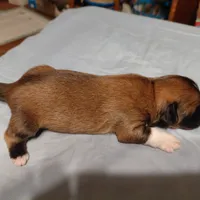 Hercules, a male Lhasa Apso for sale in Laurel, MS – Photo 10 of 10