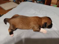 processed/c6e844e6-4f16-401a-a145-d7d8da87094c/listing/72964bfc-898b-40f7-9829-f151f988579a/6d826a66-4c2d-46fd-9b84-eed2d8ec488b