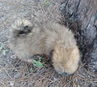 Hercules, a male Lhasa Apso for sale in Laurel, MS – Photo 5 of 10