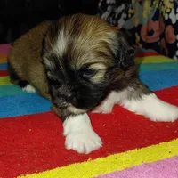 Hercules, a male Lhasa Apso for sale in Laurel, MS – Photo 6 of 10
