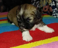 Hercules, a male Lhasa Apso for sale in Atlanta, GA – Photo 1 of 5