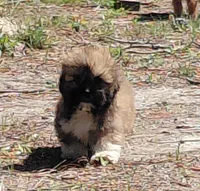 Hercules, a male Lhasa Apso for sale in Laurel, MS – Photo 3 of 10