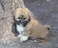 Hercules, a male Lhasa Apso for sale in Laurel, MS – Photo 2 of 10