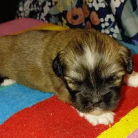 Hercules, a male Lhasa Apso for sale in Laurel, MS – Photo 8 of 10