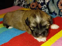 Hercules, a male Lhasa Apso for sale in Atlanta, GA – Photo 2 of 5