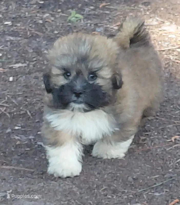 Hercules – Lhasa Apso puppy for sale in Atlanta, GA
