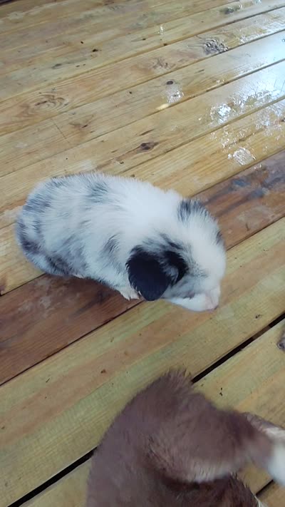 Lucy, a female Australian Shepherd for sale in Laurel, MS – 3 of 3