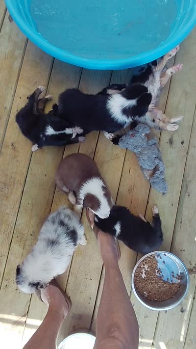 Blinkin, a female Australian Shepherd for sale in Laurel, MS – 3 of 3