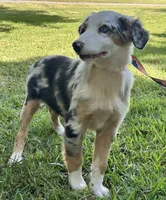 Merle , a male Australian Shepherd for sale in Gulfport, MS – 2 of 2