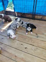 Blinkin, a female Australian Shepherd for sale in Laurel, MS – 2 of 3