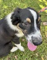 Jiminy, a male Australian Shepherd for sale in Gulfport, MS – 2 of 3