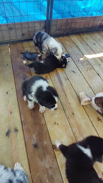 Jiminy, a male Australian Shepherd for sale in Laurel, MS – 3 of 3