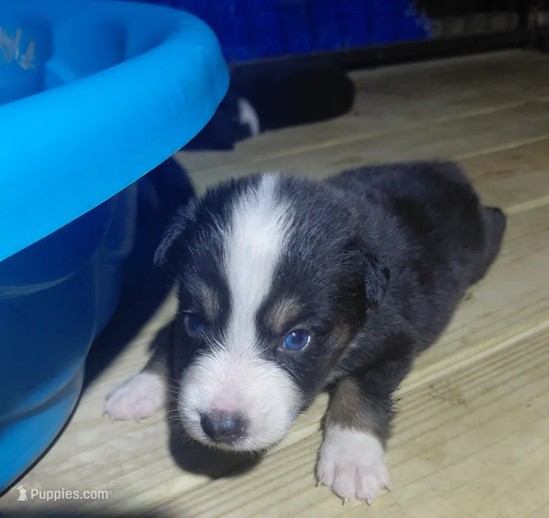 Lucy – Australian Shepherd puppy for sale in Laurel, MS