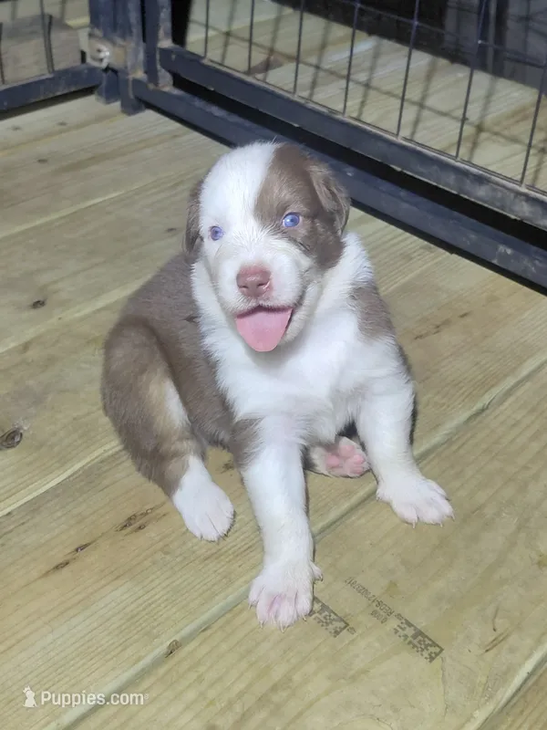 Inkin – Australian Shepherd puppy for sale in Laurel, MS